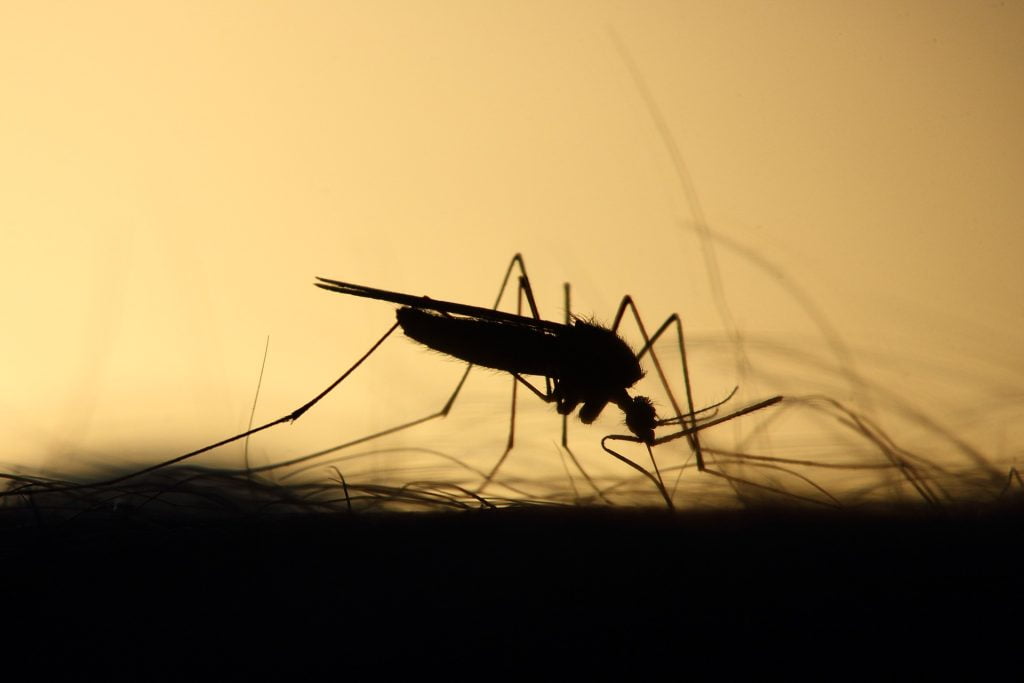 muggen verjagen